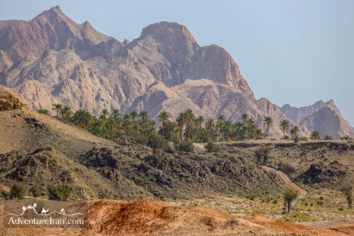 A Palm Grove - Iran Landscape Photography- Sistan Baluchistan Province