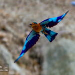 A bird in Qasreqand- Iran Baluchestan