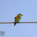 A bird in South Baluchistan-Iran