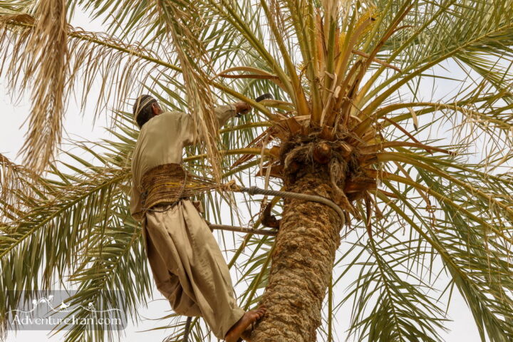 A man in Palm grove Qasreqand- Chabahar Baluchestan Iran
