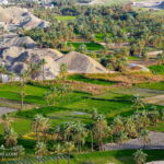 A palm grovein Qasreqand- landscape Photography - Sistan Baluchistan Province- IRAN