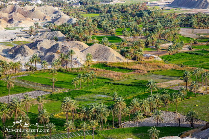 A palm grovein Qasreqand- landscape Photography - Sistan Baluchistan Province- IRAN