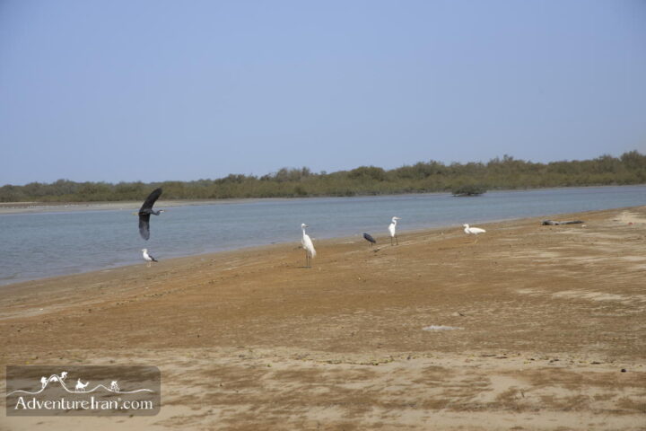 Birds Gwader Bay Chabahar Iranian Baluchistan
