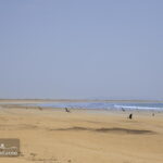 Birds in Gwader Beach Iranian Baluchistan