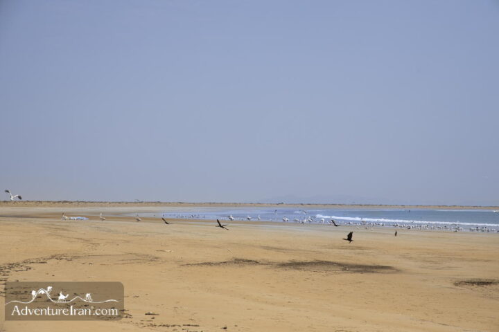 Birds in Gwader Beach Iranian Baluchistan