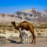 Camels in Qeshm Island