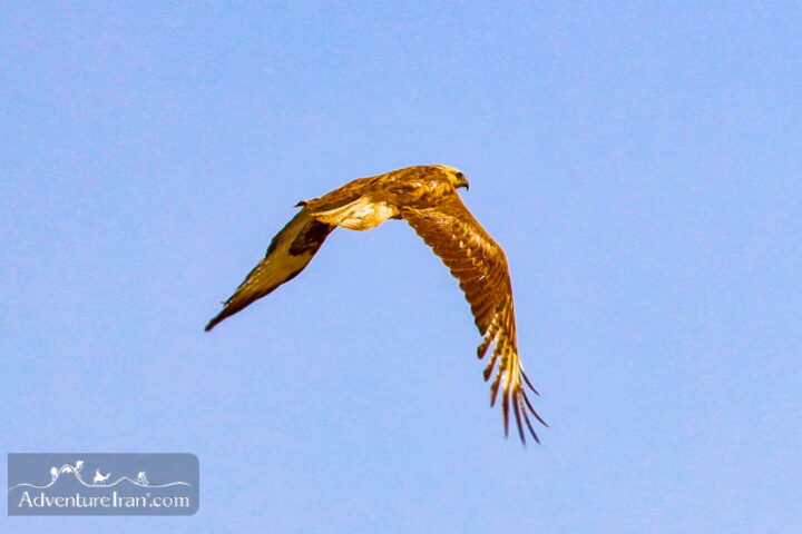 Eagle-Bird Photography in Iranian Baluchistan