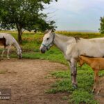 Horse-Field--Turkmen-Sahra--Golestan-Province