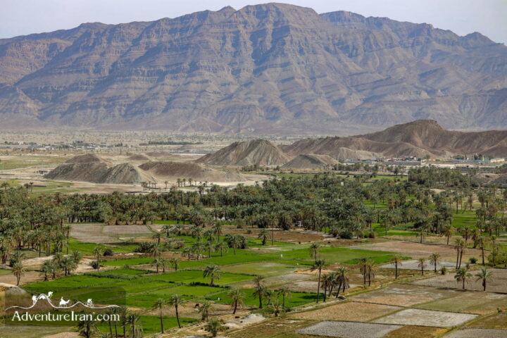 Palm Dates- Qasreqand Chabahar-Landscape Photography Iranian Baluchestan