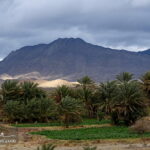 Palm Grove-Baluchistan Iran
