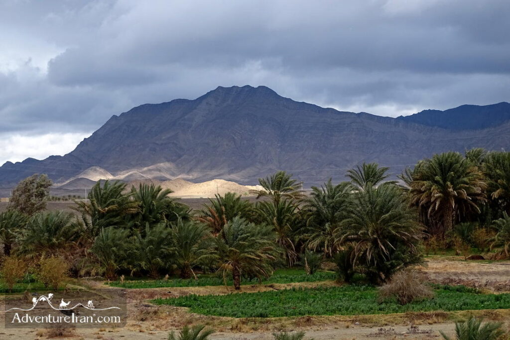 Palm Grove in Sarbaz city-Baluchistan IRAN