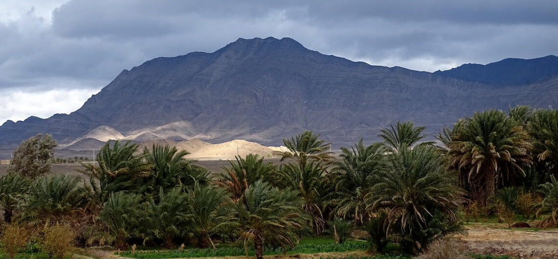Palm Grove in Sarbaz city-Baluchistan IRAN