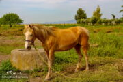 Turkmen horse- Turkmen Sahra-Golestan