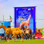 Turkmen horse race