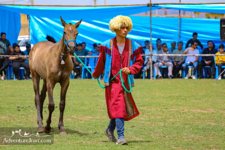 Turkmen horse race-Golestan Province