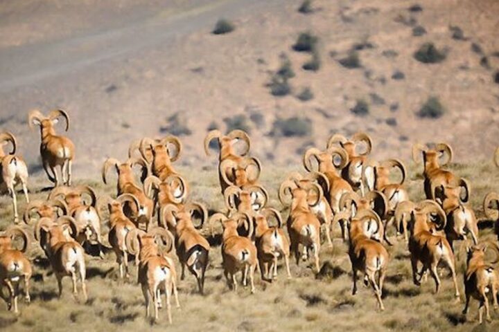 Golestan National Park wild life