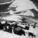 Bakhtiari nomads-Grass-A Nation's Battle for Life